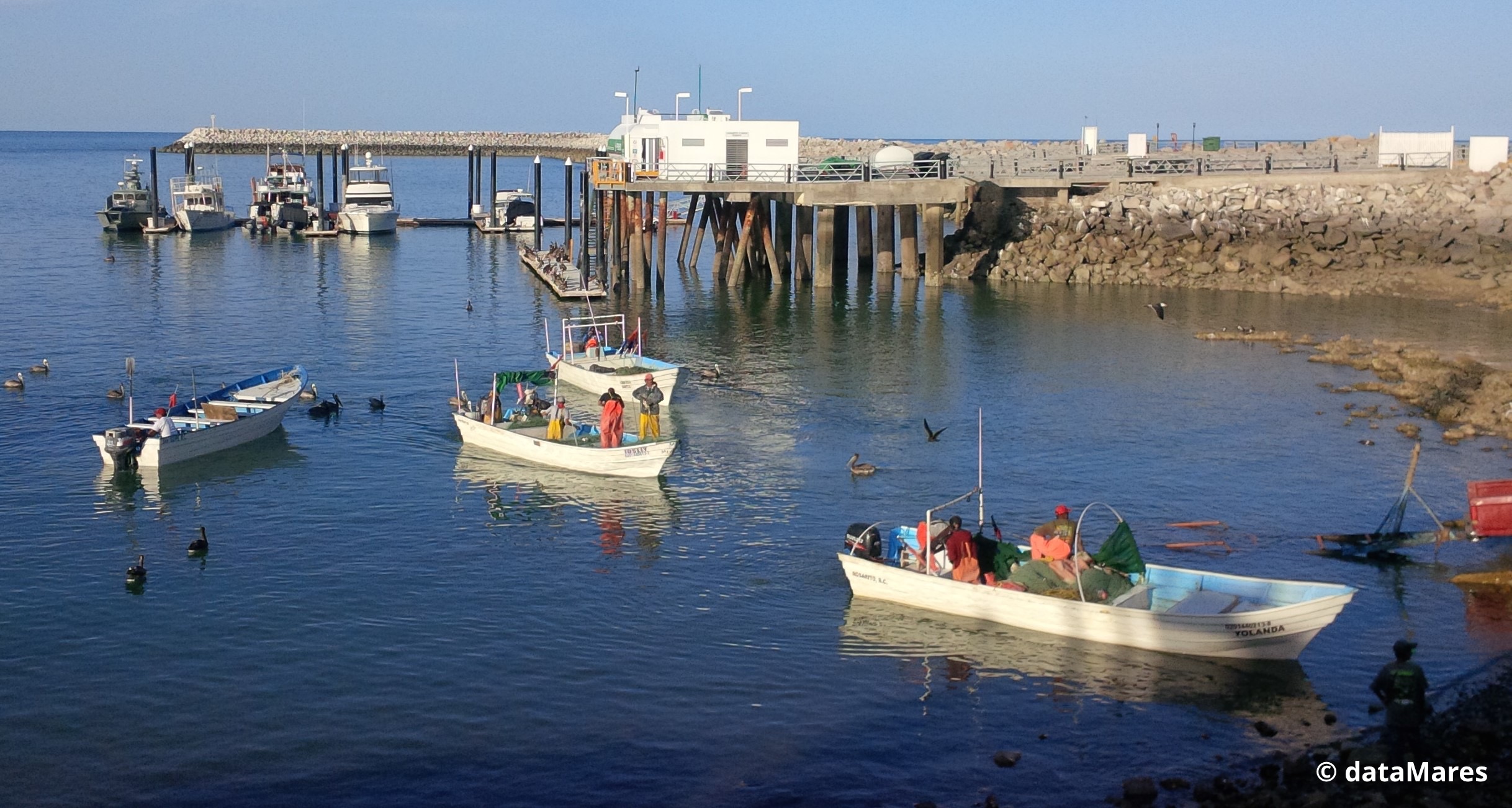 fish production  mexico