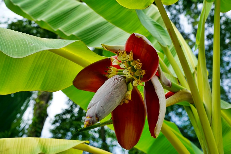 Banana Blossoms the Secret Ingredient in Fish and Meat Dishes