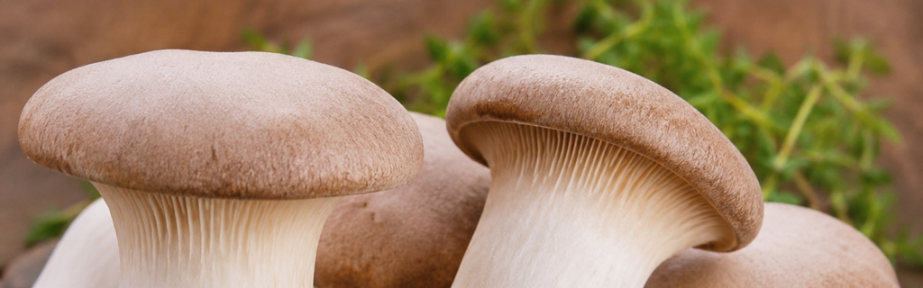 King Trumphet Mushrooms
